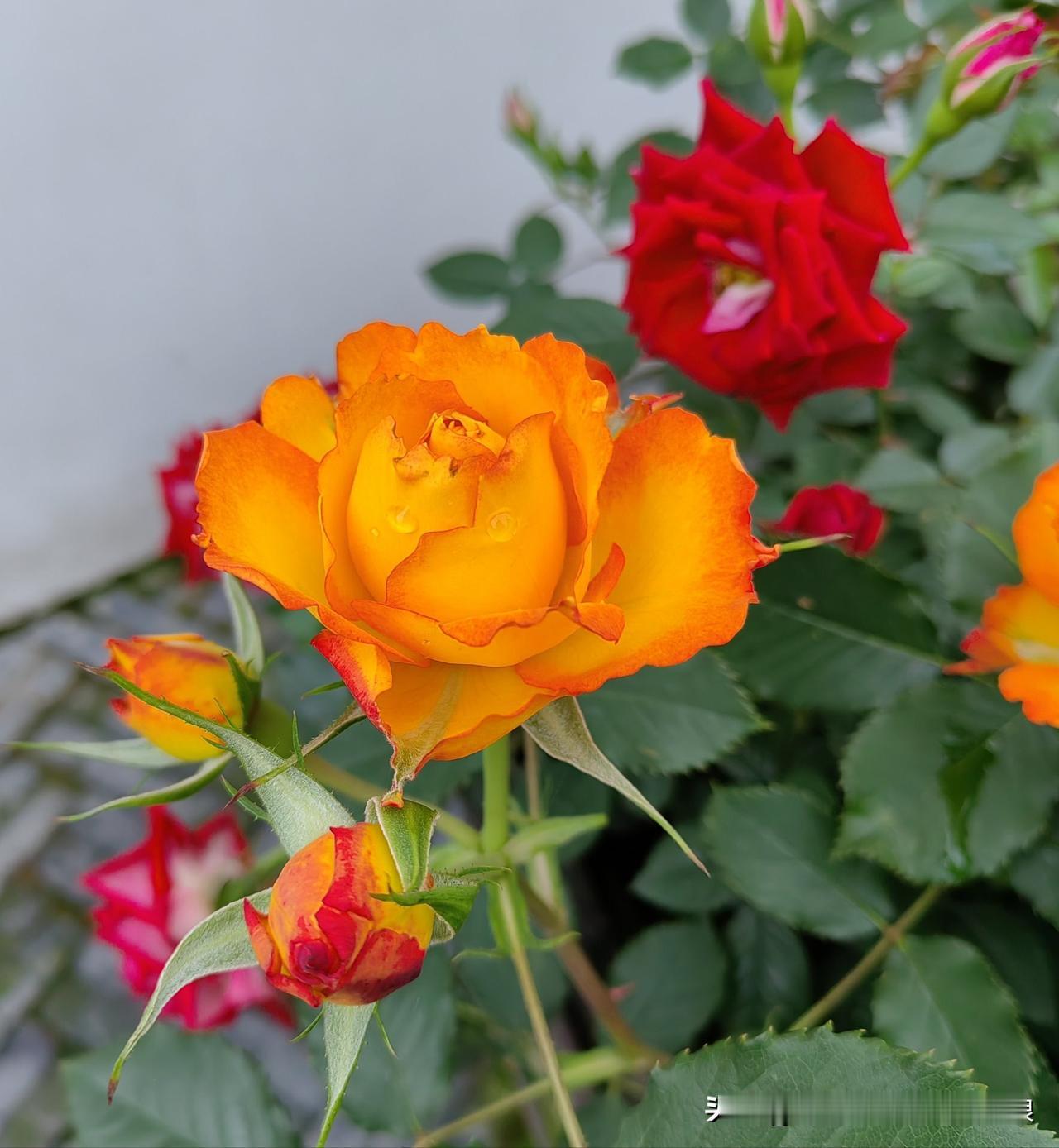 我老公妹妹怀孕了，回到我家，看到月季花开的好看，就伸手去摸，婆婆看到立刻制止，说