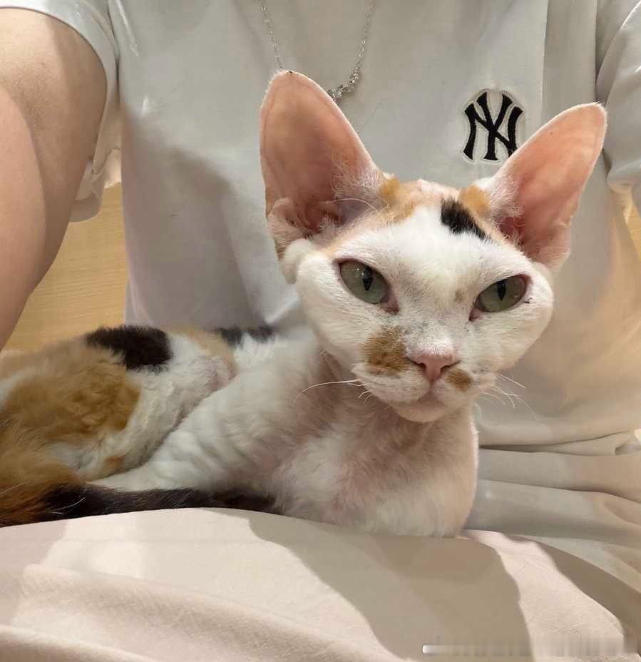 50356【丑猫】测报你听我说这次真的有点丑 
