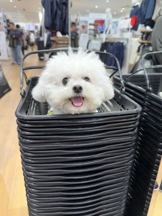 🛒买衣服送小狗