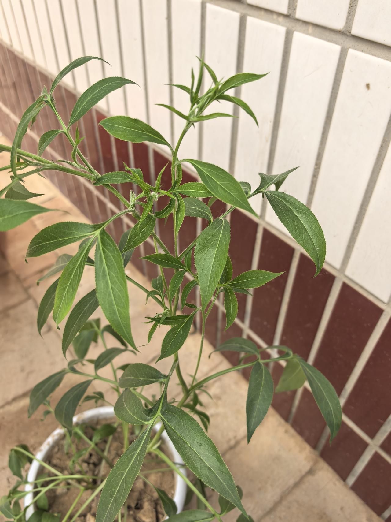 家在华北平原衡水市，这地方现在种草药的越来越多啦。我娘帮邻居种药的时候带回来几颗