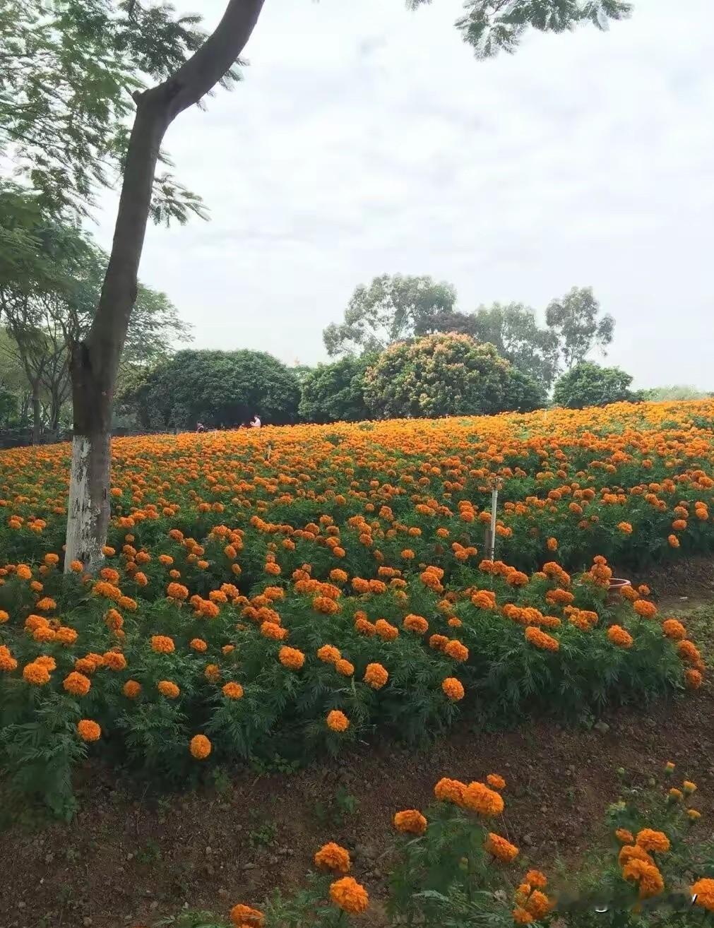 有50万，你会拿出5万炒股吗？

假如有你的存款有50万，5万块钱对于你只是小意
