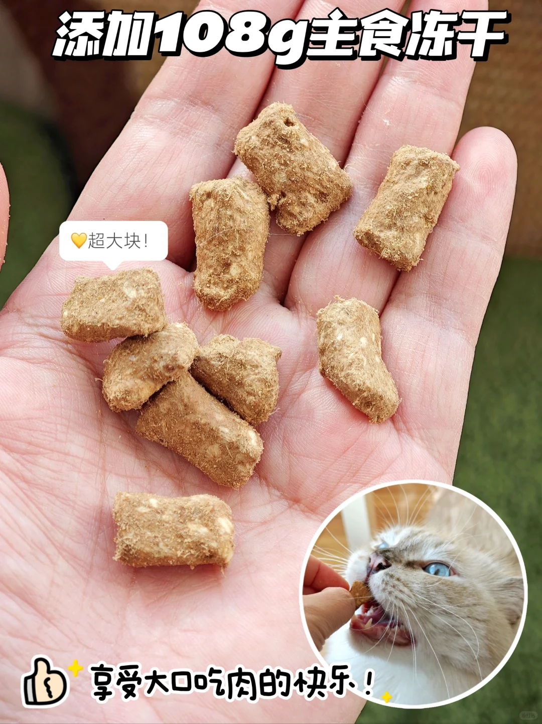 猫咪病恹恹？请接收这份丛林食谱