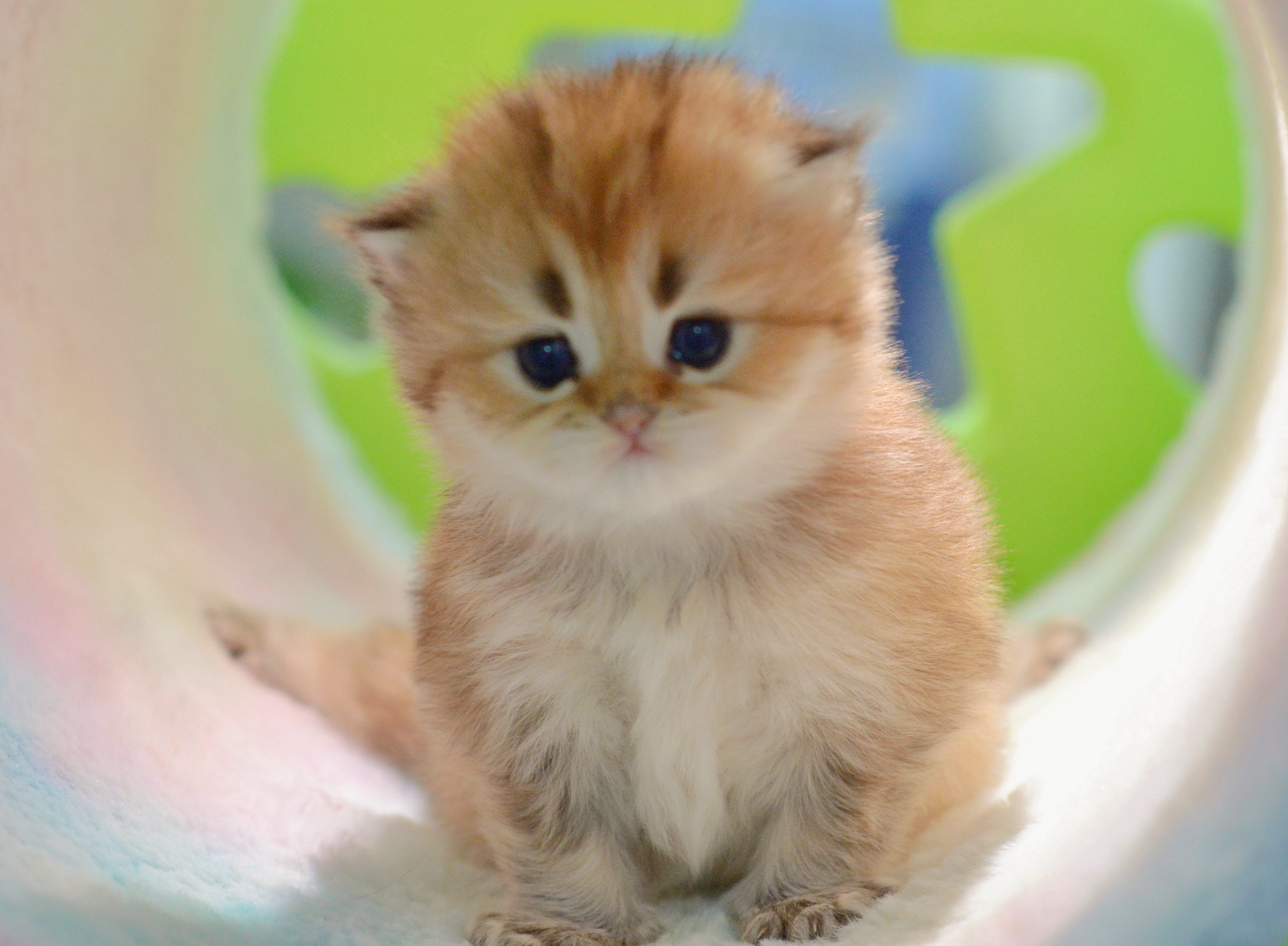 我超会劈叉的#金渐层##英国长毛猫# ​​​