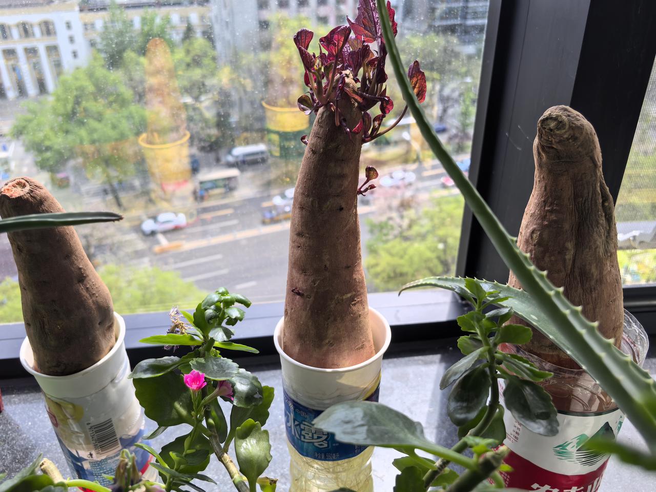 三个红薯中，终于一个发芽了，还很旺盛。功夫不负有心人，总会总有成功的。这是第一次