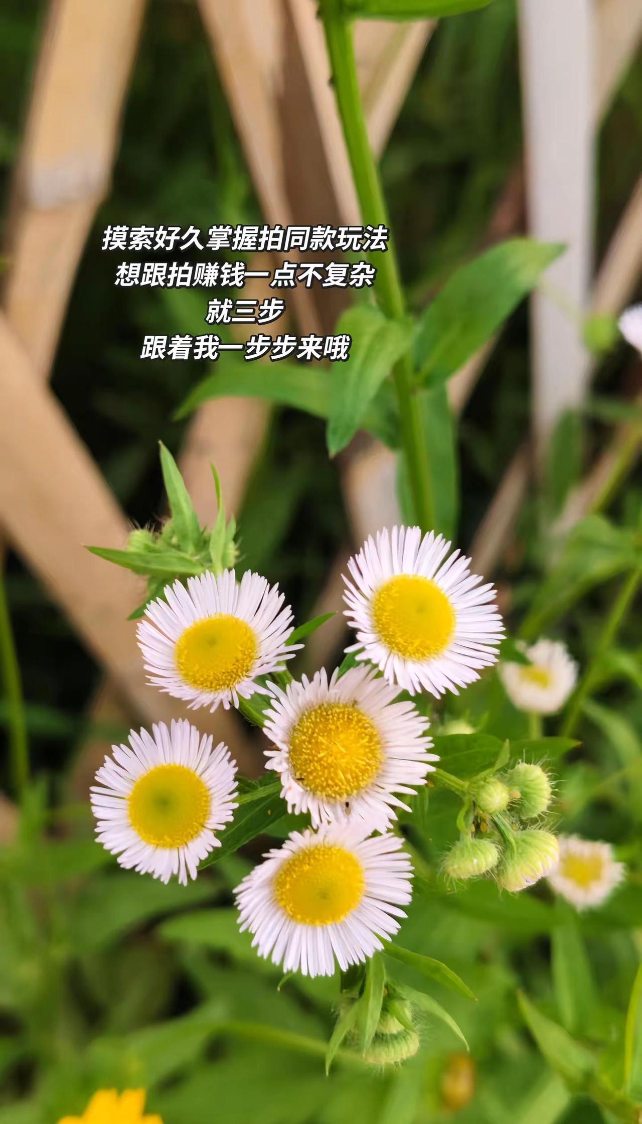 野草亦有星光，在无人在意处静静盛开。一   刷推荐页找到热门视频二    点视频