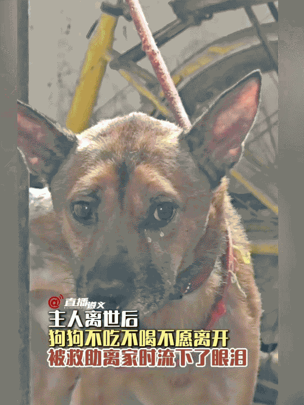 这只叫忠忠的狗狗，感动了整个重庆！主人在老屋里离世，它守着空荡荡的家十多天，却怎