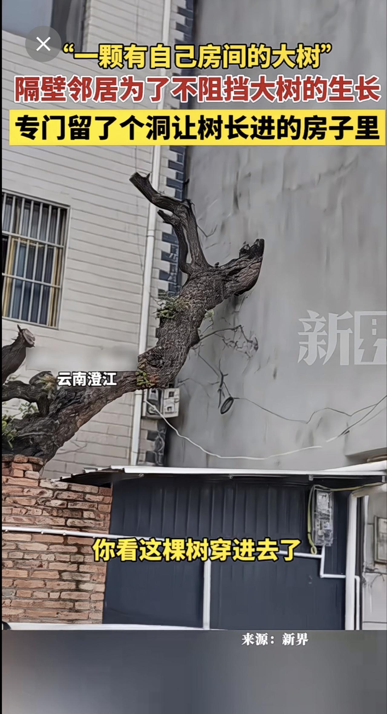 一颗有自己房间的大树”隔壁邻居为了不阻挡大树的生长，专门留了个洞让树长进的房子里