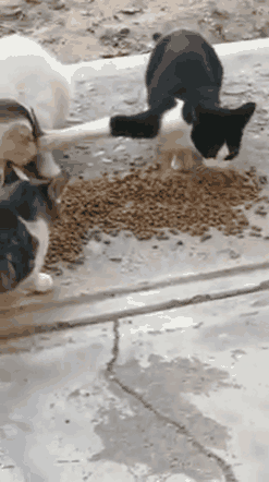 “奶牛”猫有点过分了，护食不在乎食物的多少，只在乎对方的实力与否；