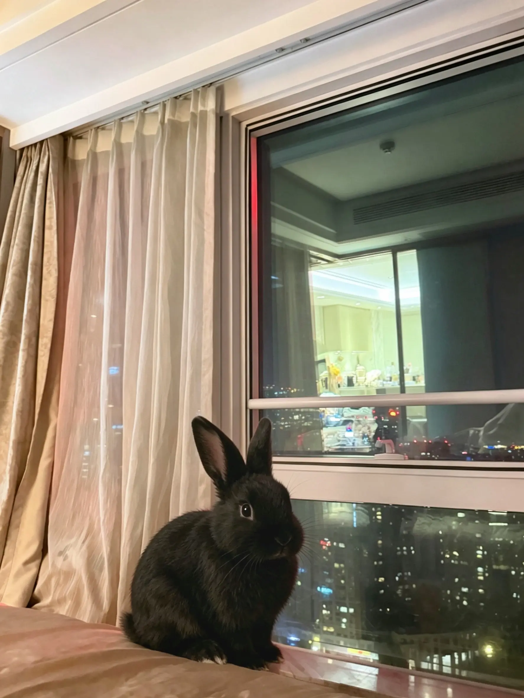 救命 我变成兔子了