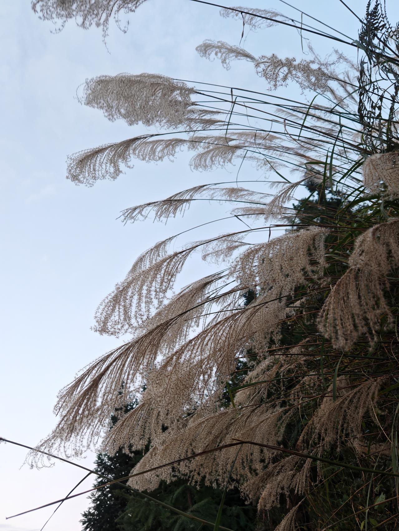 那张穿军装的照片好青涩白纸时光，有种想去保护的冲动。后面的成熟、端庄、优雅故事感