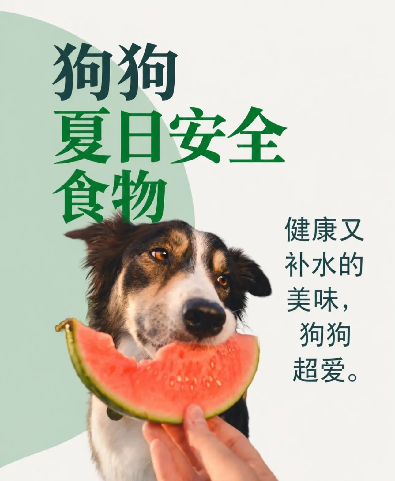 天还是这么热，怎么给狗狗健康降温？☀️