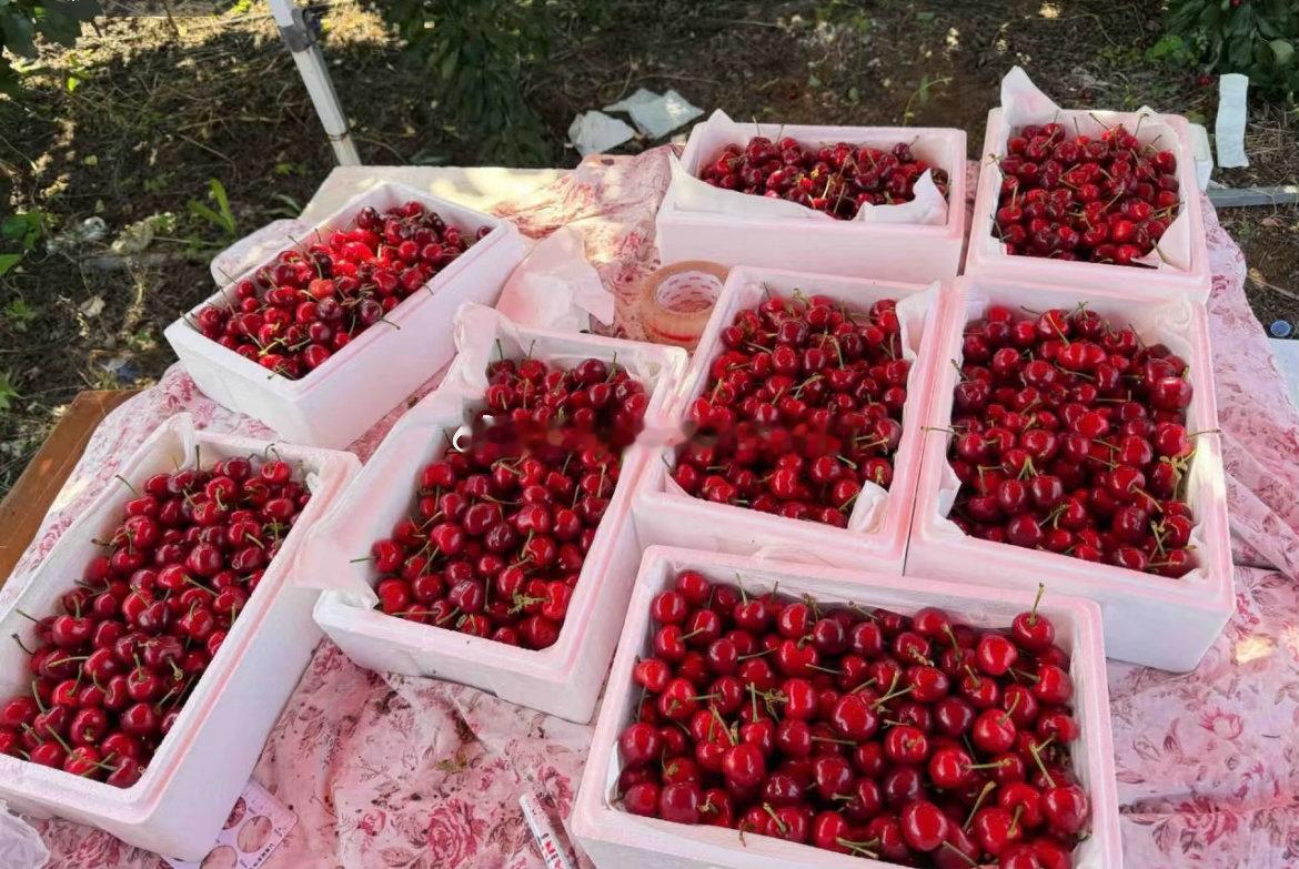村民称寄杨梅被要求只能发专线    这个我了解，烟台发大樱桃🍒有顺丰的专送，走