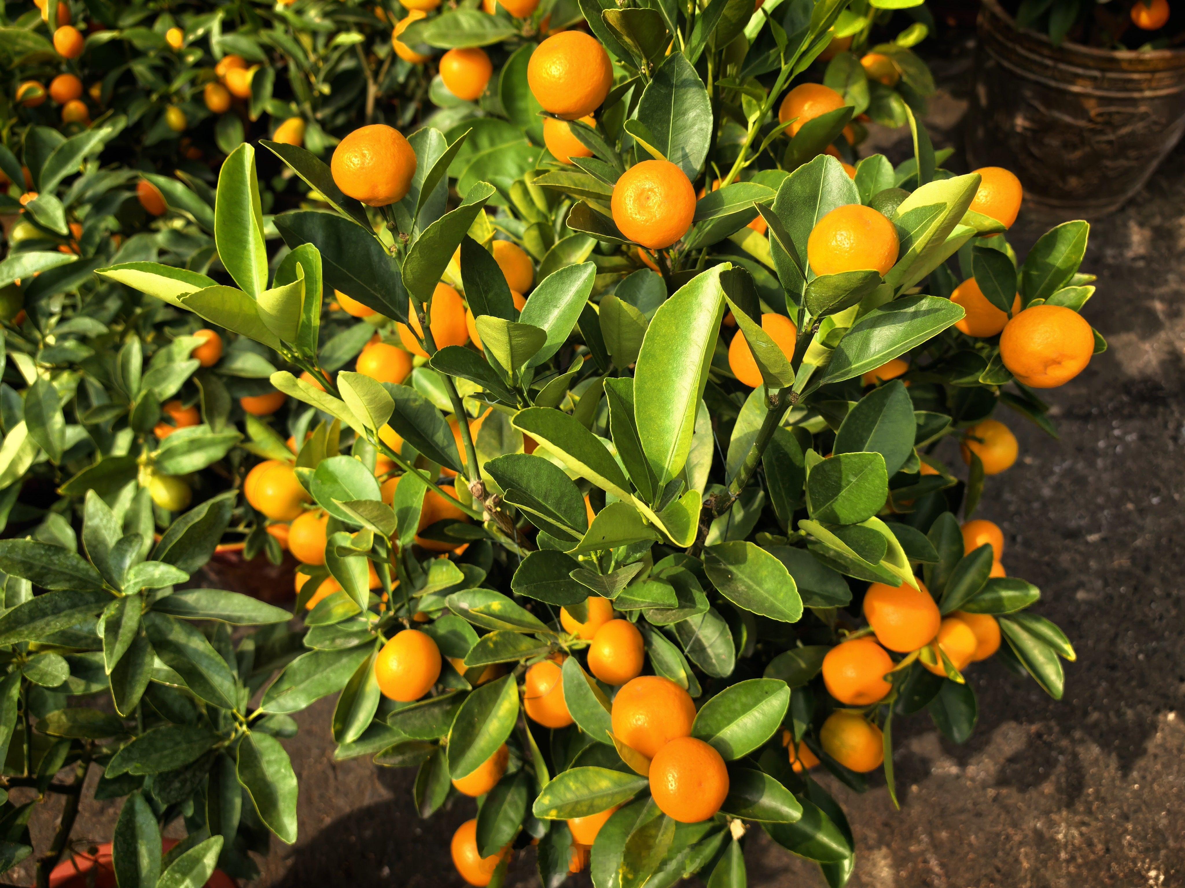 生活手记 刚带丫头上街买菜，她盯着路边的橘子盆栽不肯走，奶声奶气喊：“爸爸我要这