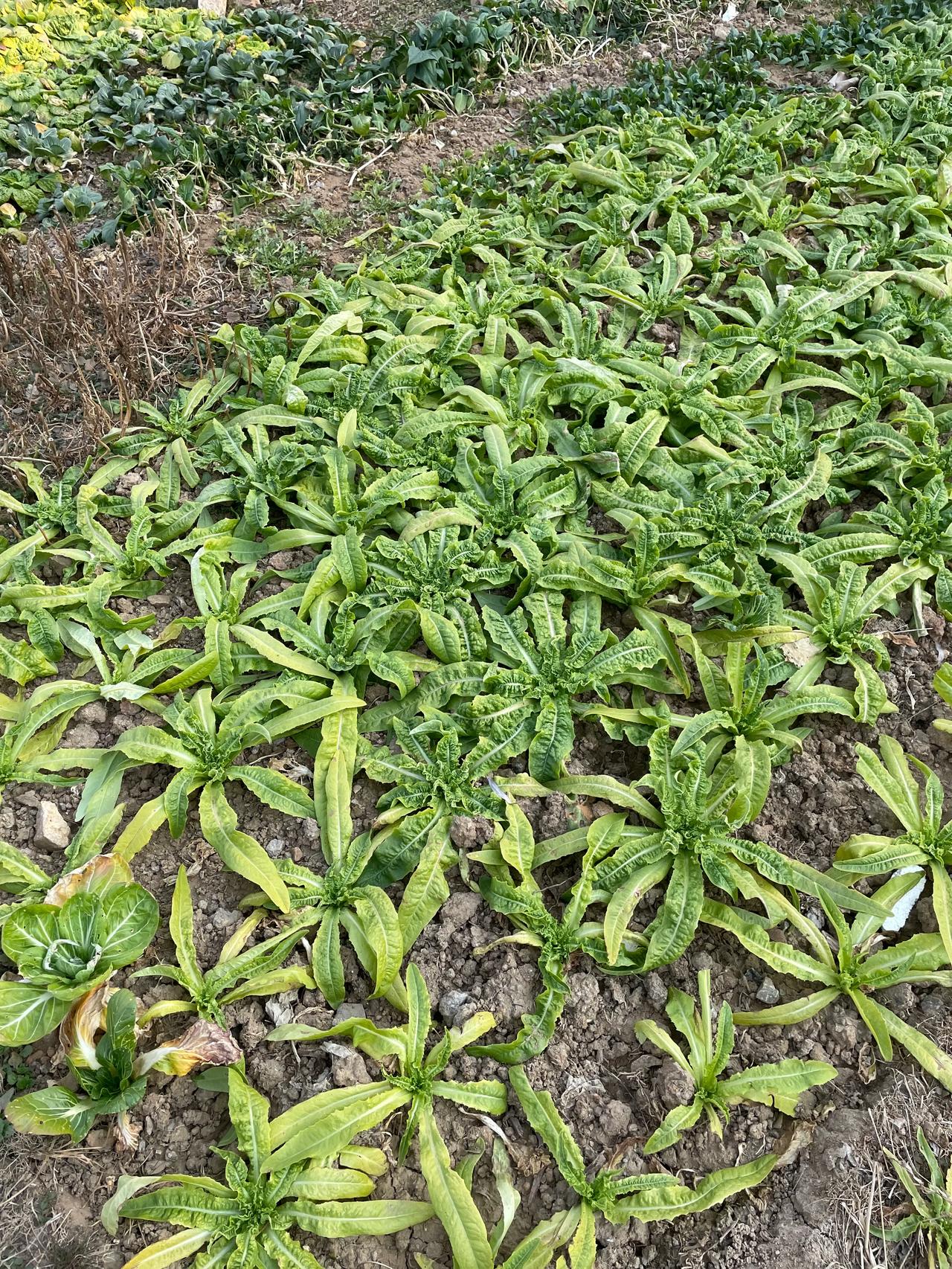 春天开垦了一片荒地，这片荒地就是原来的一个建筑工地，把上面的水泥石头收拾了一下，