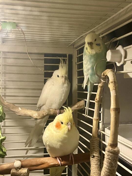 宝宝你好像超市卖的小黄鸡玩具