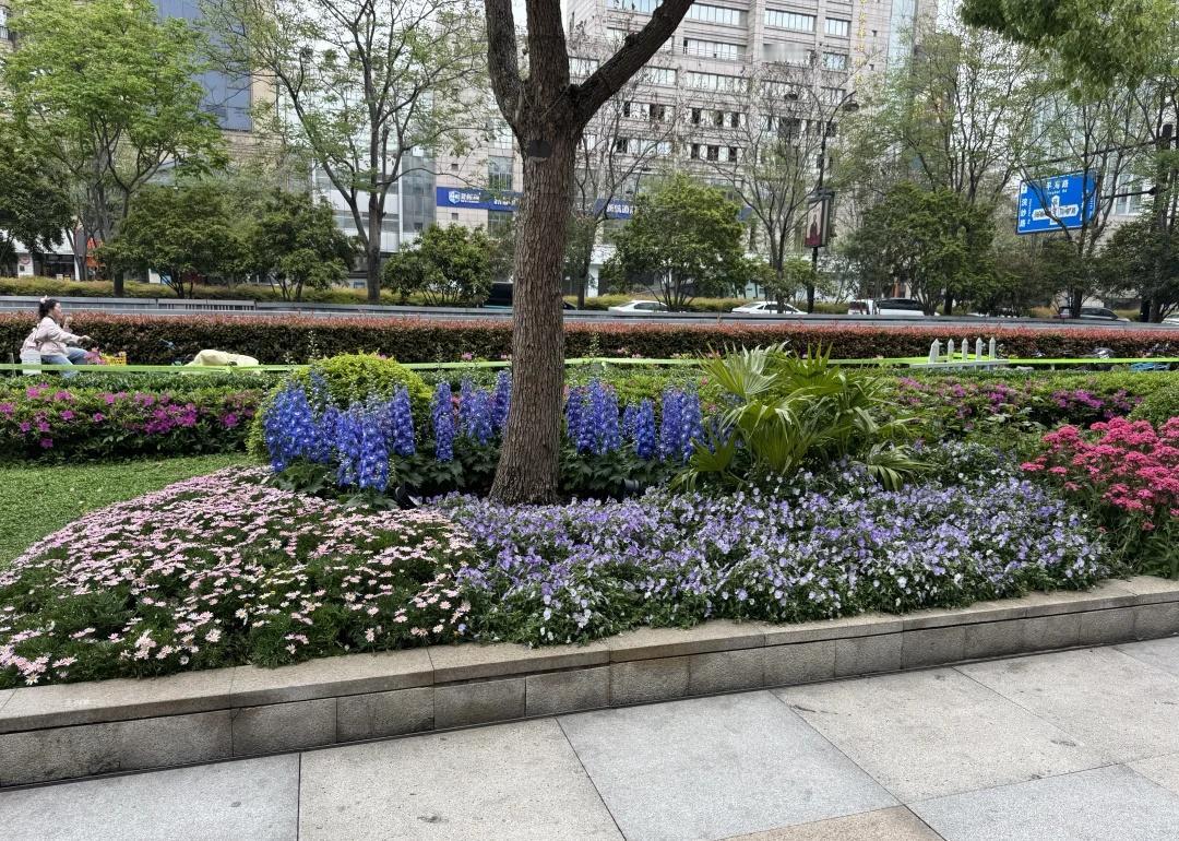 杭州各个区都在卷绿化
樱花之后花镜又上了绿化带 景观 景观设计