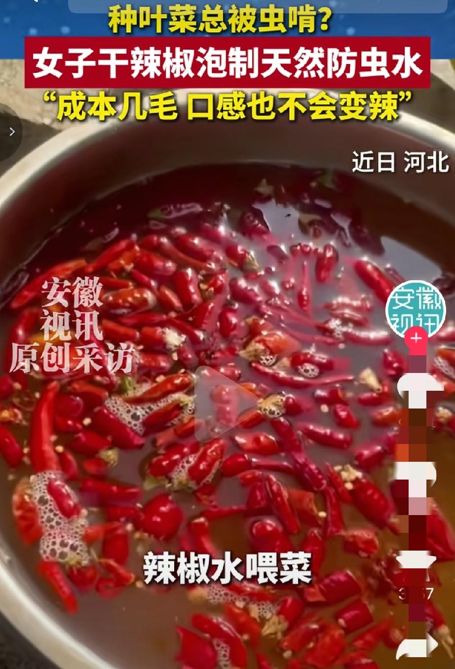 人怎么这么聪明！河北石家庄，一女子在家种青菜，不喜欢打农药，可结果大多被虫子啃成