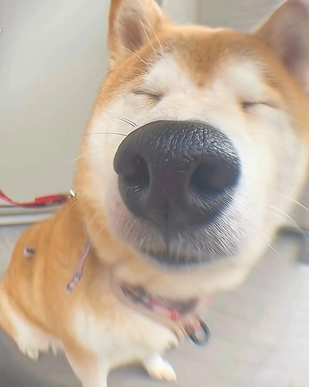 柴犬真的很有喜感