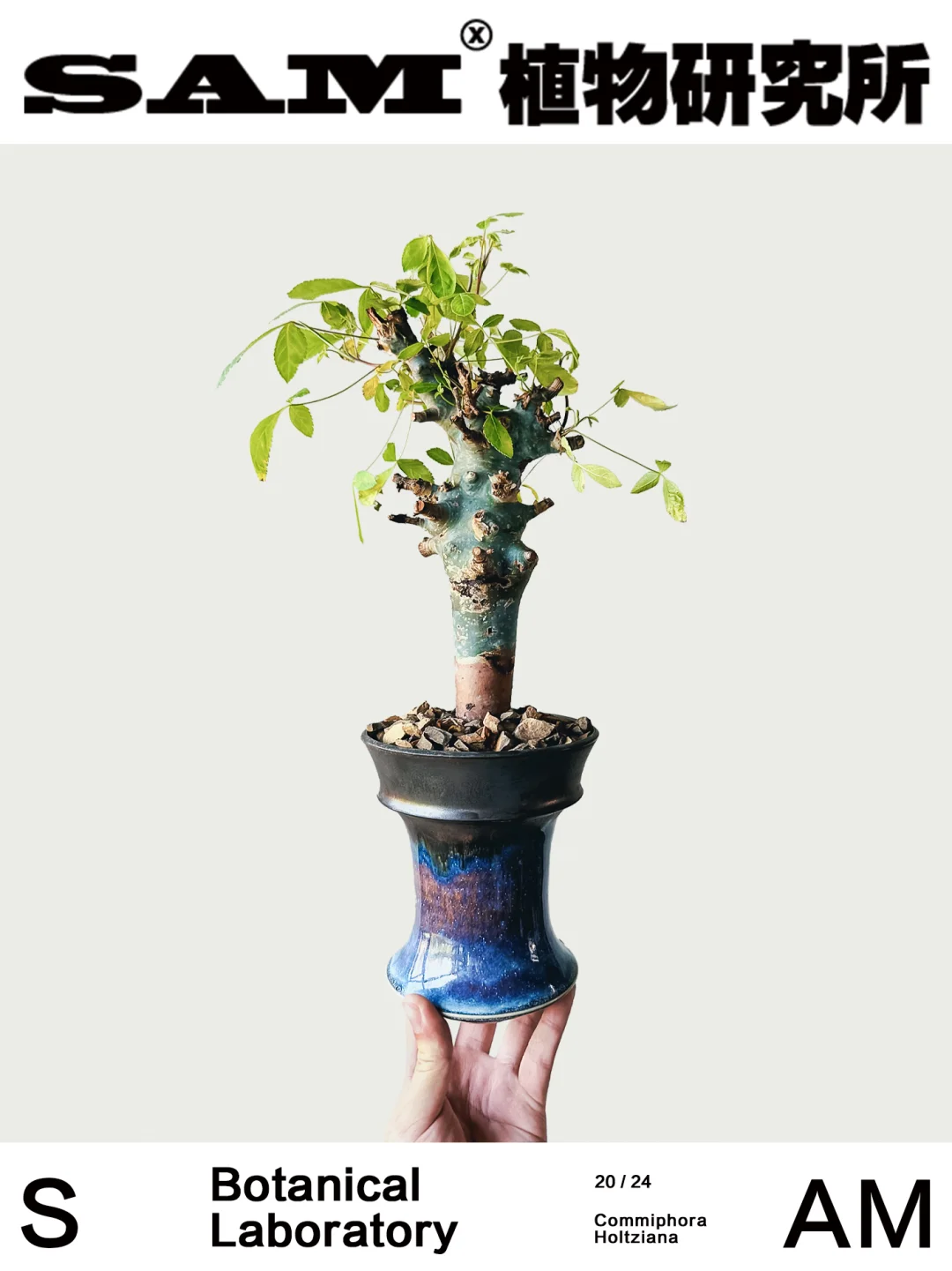 蓝白皮图坎｜Commiphora Holtziana
