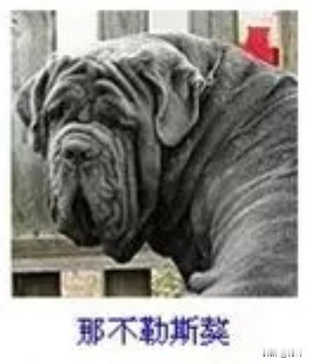 菩萨蛮20·那不勒斯獒
       苍肌轻缀沉岩态，重唇深皱威容在。眸底载寒苍