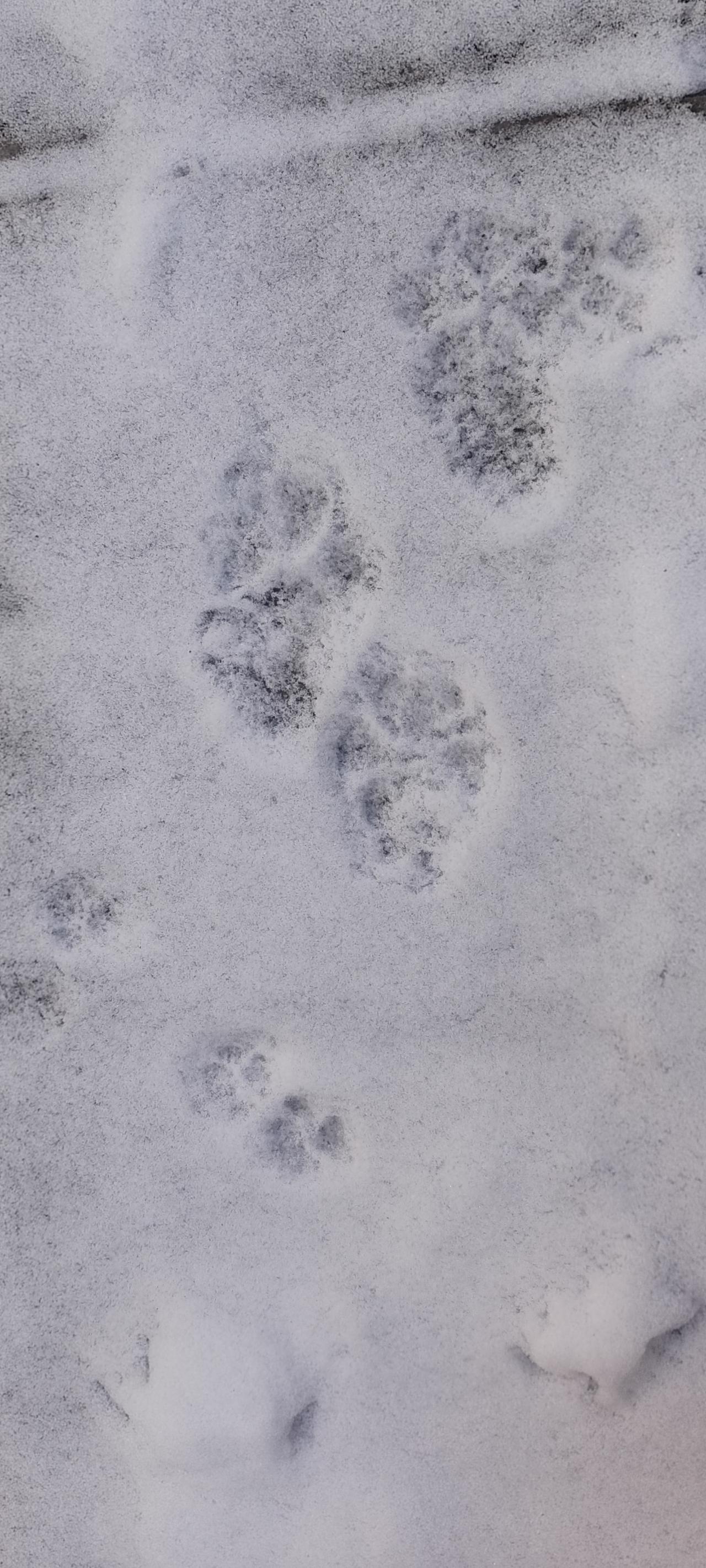 虎行雪地梅花五，鹤立霜天竹叶三。
刚从雪地里走过，雪后真的有此印记。走过雪地突然