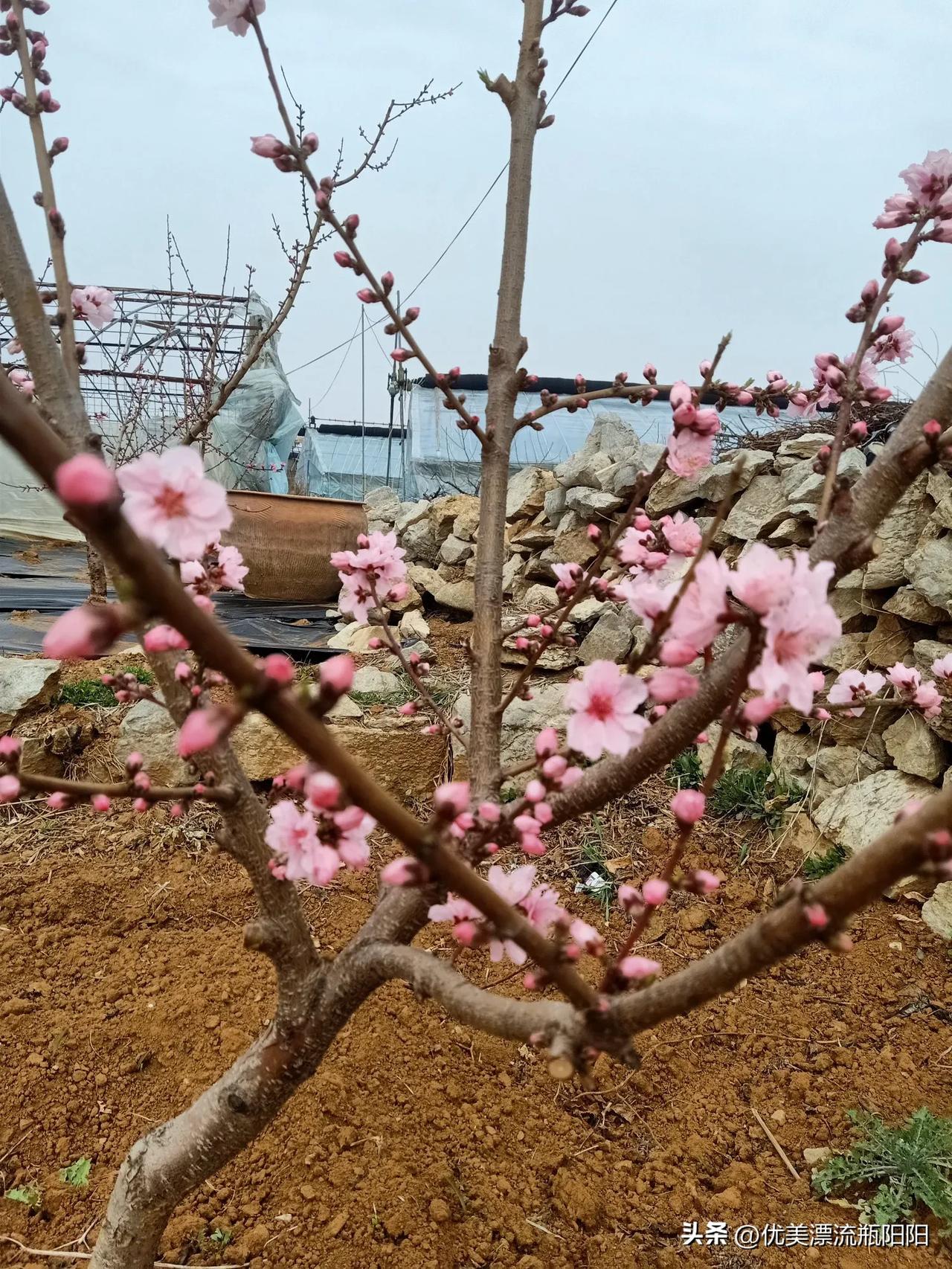 记录我的2026春风不如你桃花朵朵开，我家的油桃开花了。引来一些小蜜蜂在飞舞！