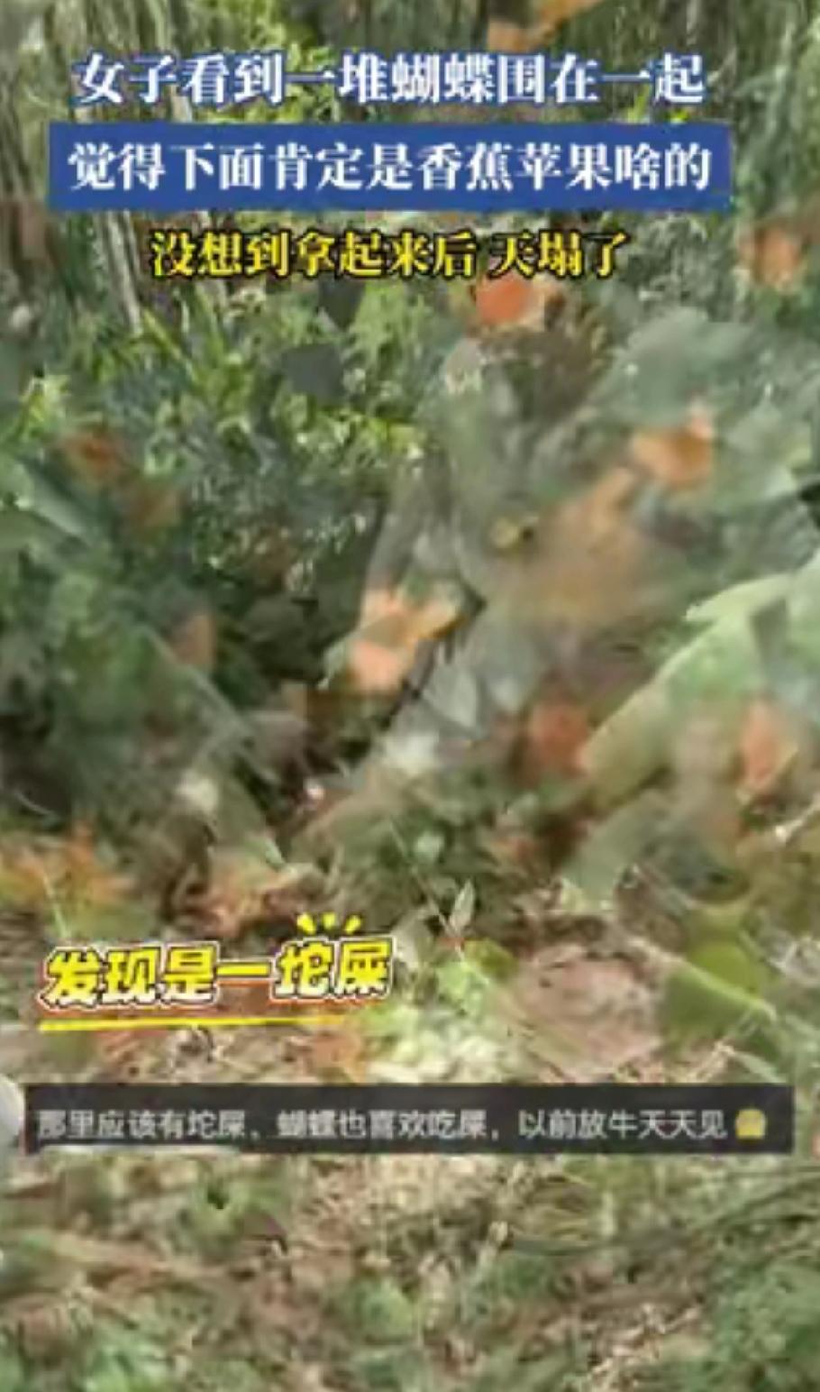 万万没想到的，云南，一女子在山上看到一群蝴蝶同时聚在一个地方，很是好奇，以为下面