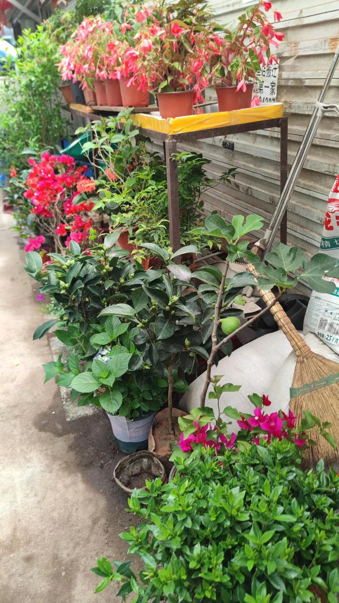 辽宁兴城古城花市鱼市 周日来到辽宁兴城古城南街，看看花市鱼市，很小的一条街，但品