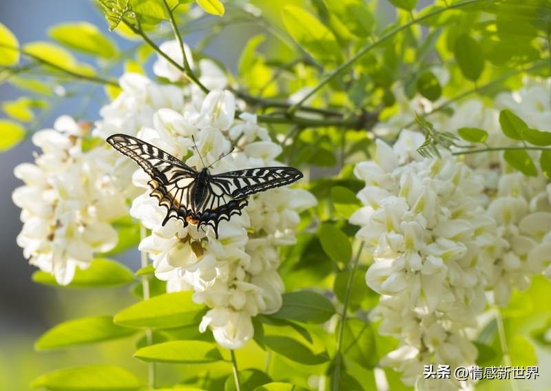 生活中从不缺少美，缺的是发现美的眼睛。就像那些随手一拍的花，总能带来意想不到的惊