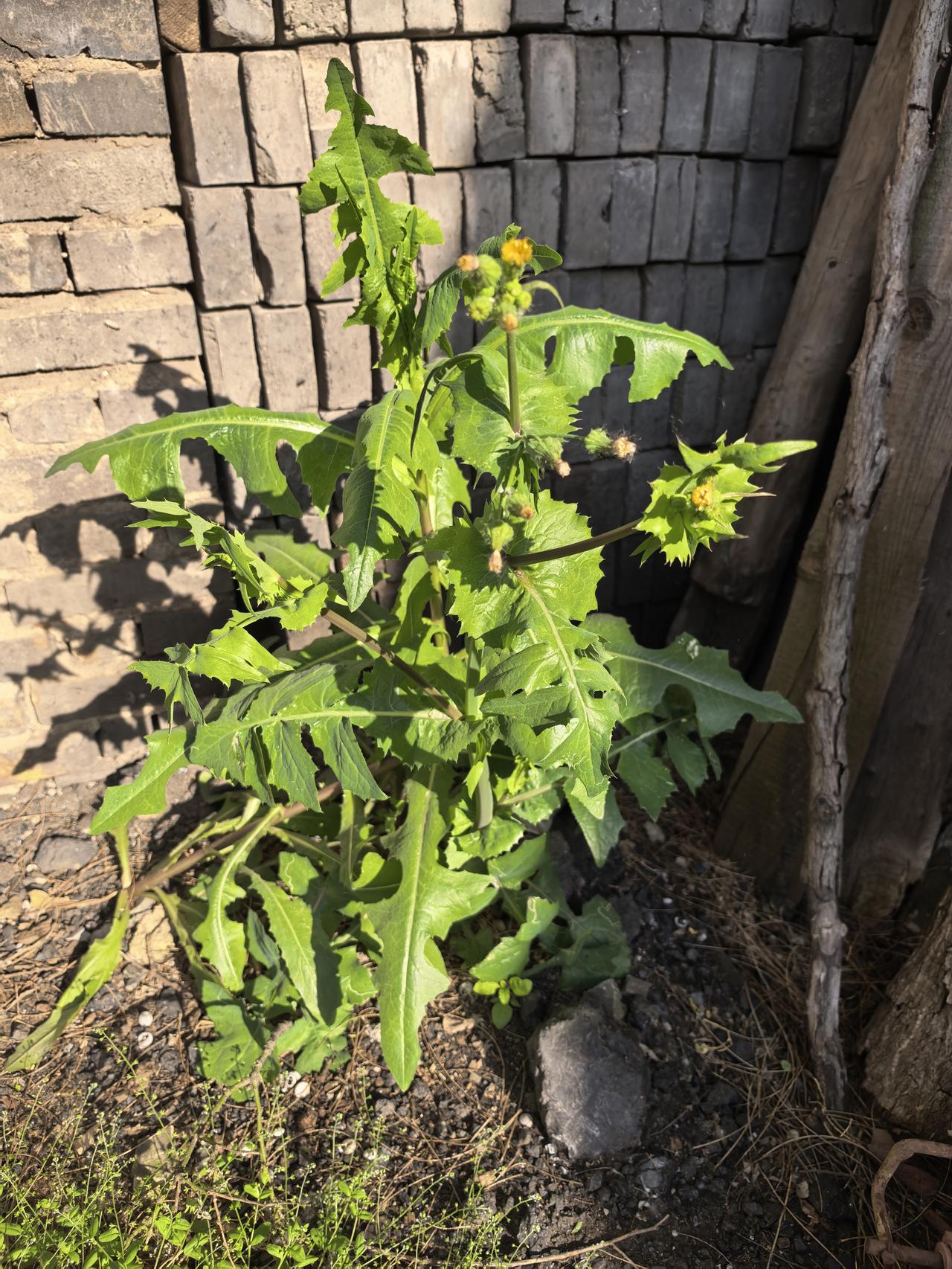 五一节前，回家清理了一下院子里的杂草，这次间隔时间有点长，感觉院子成了小花园，随