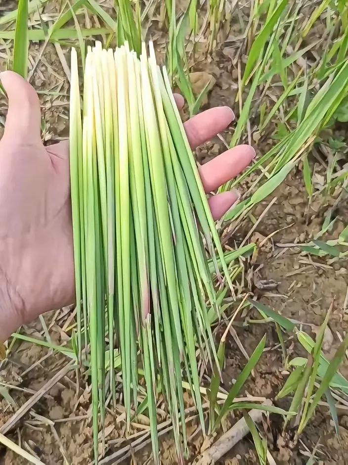 小时候没有零食，经常去地里拔这种野草，大家知道它叫什么名字吗？

小时候一到开春