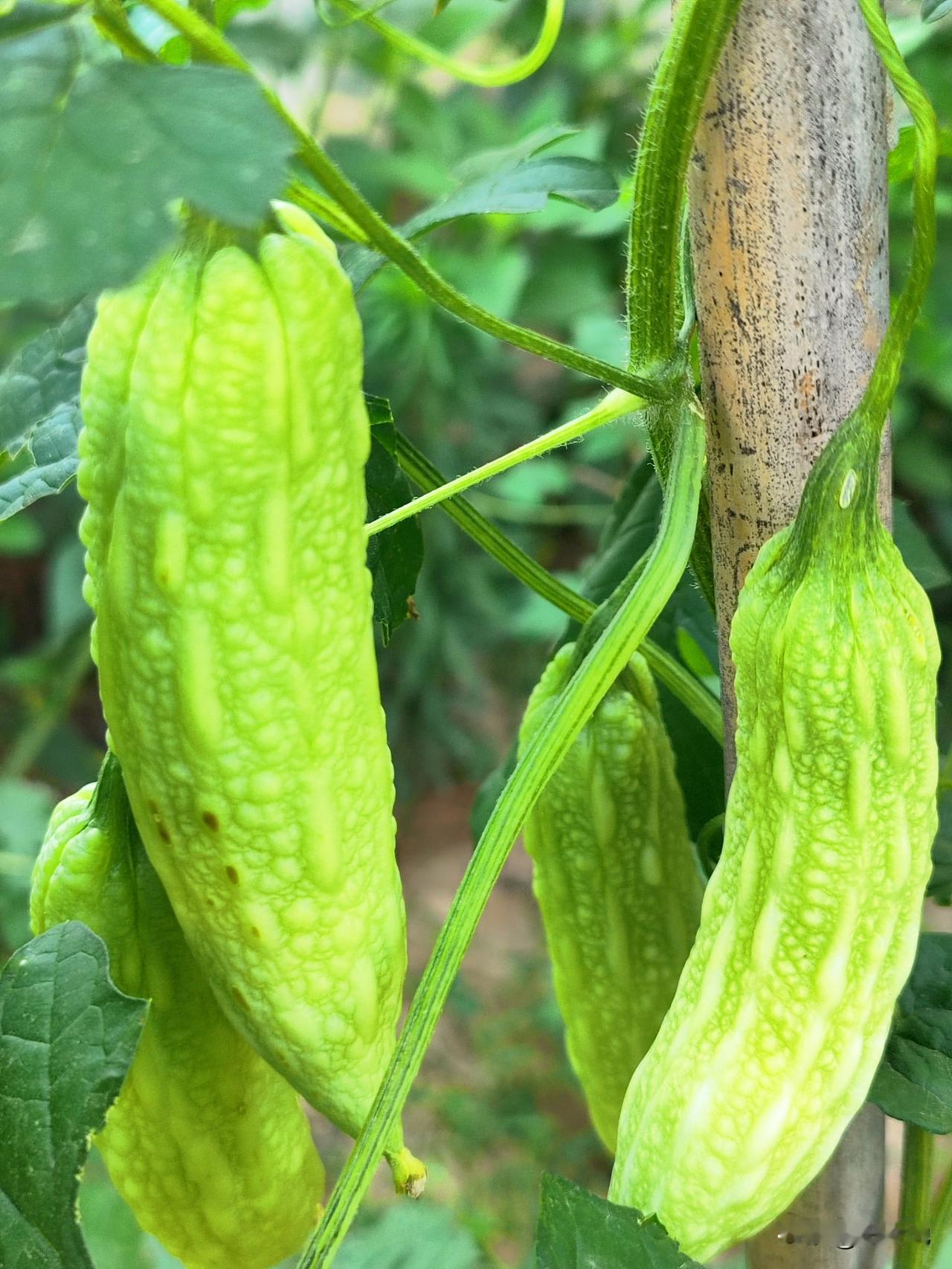 今天一早去小菜园，忙碌了两个多小时给蔬菜浇水，把畦沟灌满水，让根系自然吸收水分，