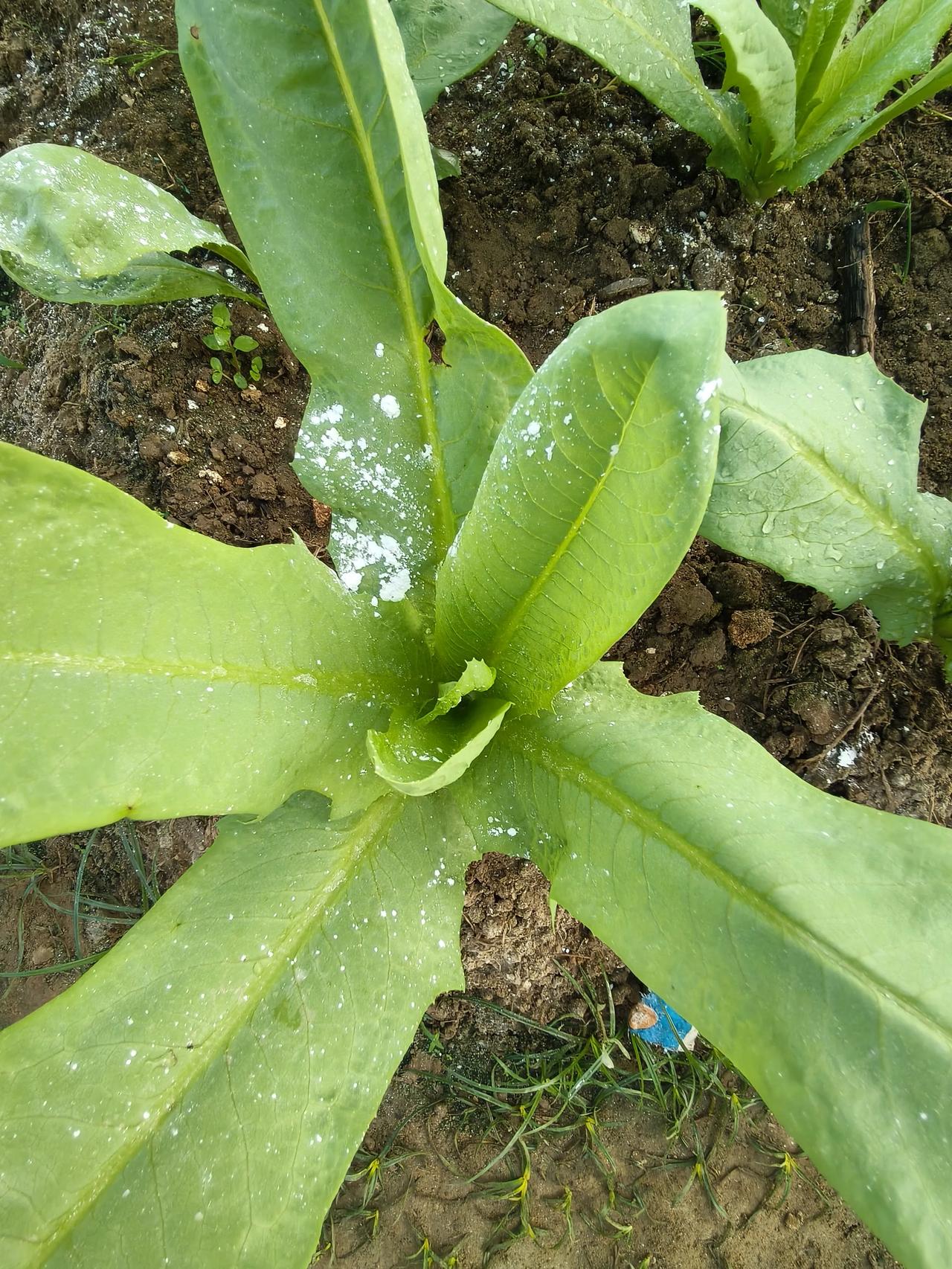 今年种菜太难了，就连苦麦菜也种不好，各种药都用了，还是长不起来，往年苦麦菜是最好