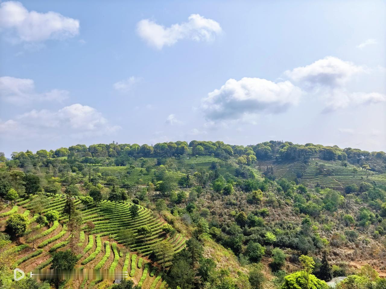 登上问茶楼远眺，茶田连绵、云雾轻绕，风光开阔又治愈。

这里慢、静、美，满眼绿意