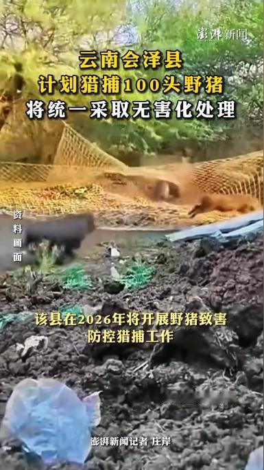 云南曲靖，会泽县针对当地野猪泛滥问题，规划捕猎100头泛滥野猪，用来缓解日益突出
