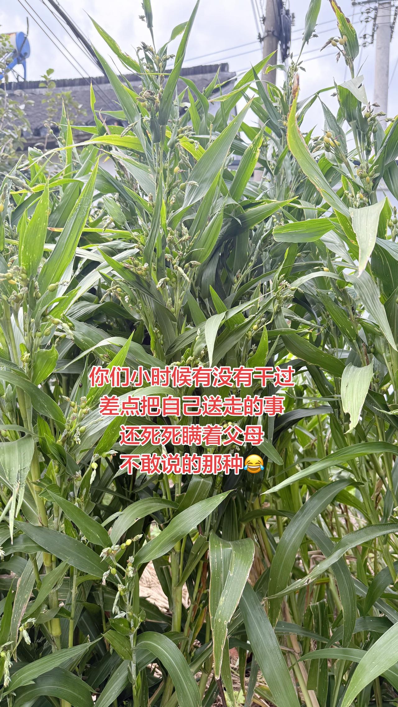你们小时候有没有干过差点把自己送走的事，还死死瞒着父母，不敢说😂