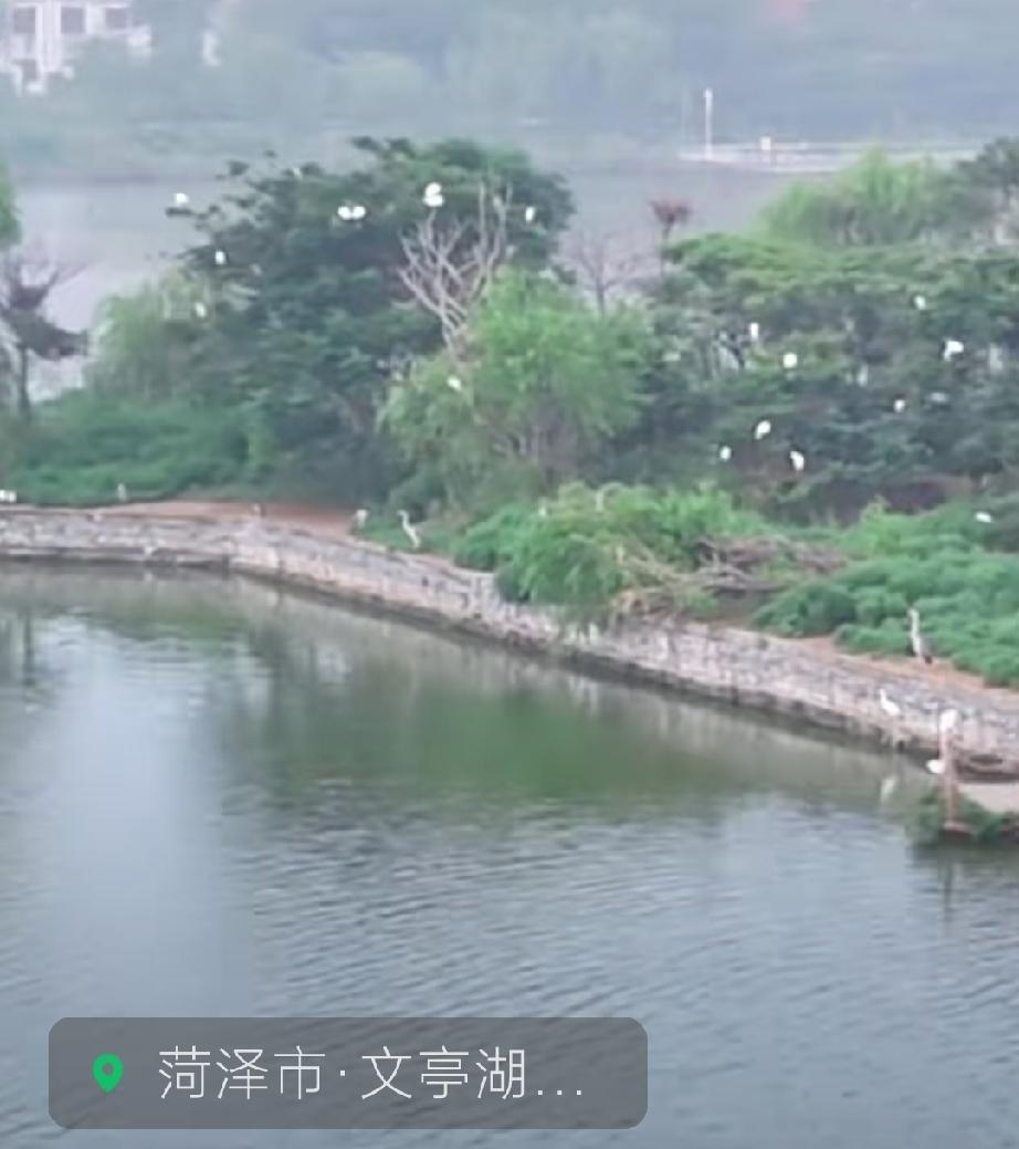 成武县文亭湖白鹭岛