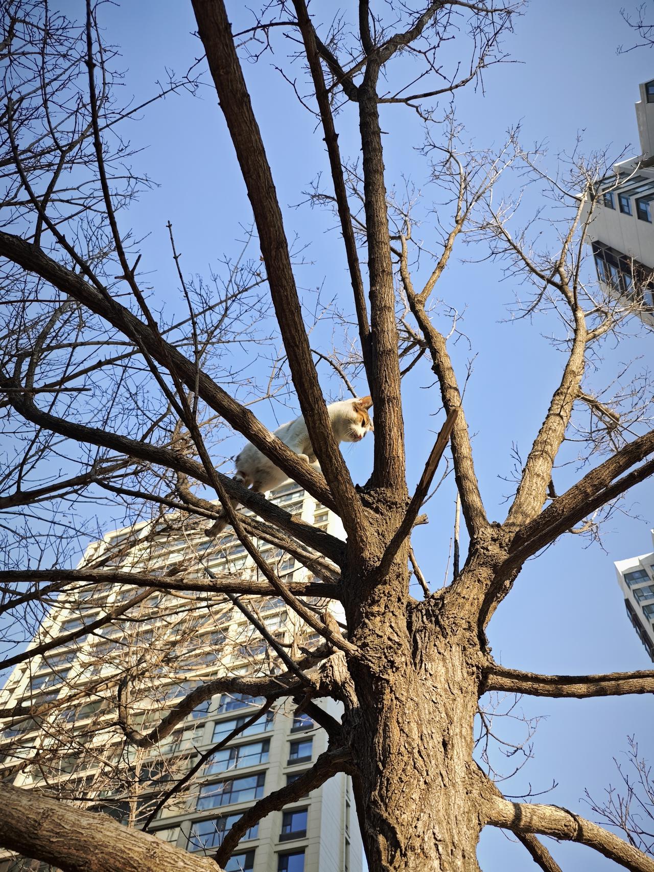 烟台中小学这春假今年是没希望了吧，自从上次风风火火做了问卷调查，网上一直在传言说