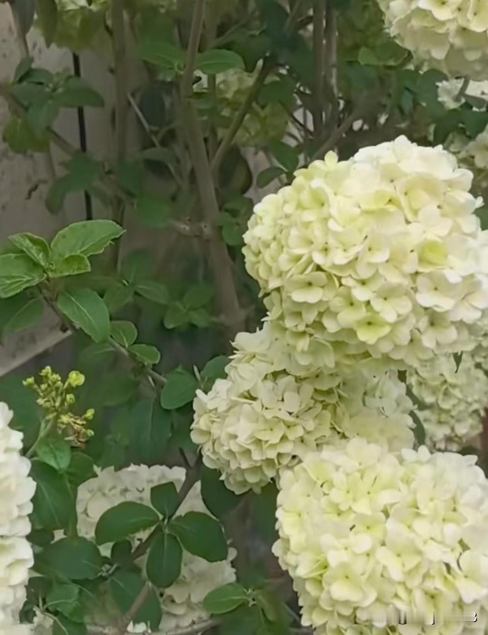 咏木绣球花
 
翠幄凝清素，琼球缀碧枝。
风轻摇雪色，露重润冰姿。
影落闲庭静，