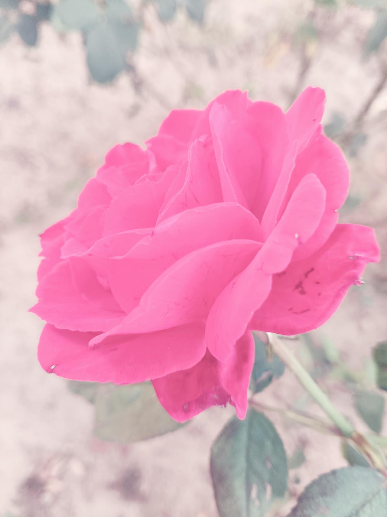 月季花瓣由奶白晕染玫红，层次柔婉，翠叶相伴，自带烂漫风韵。