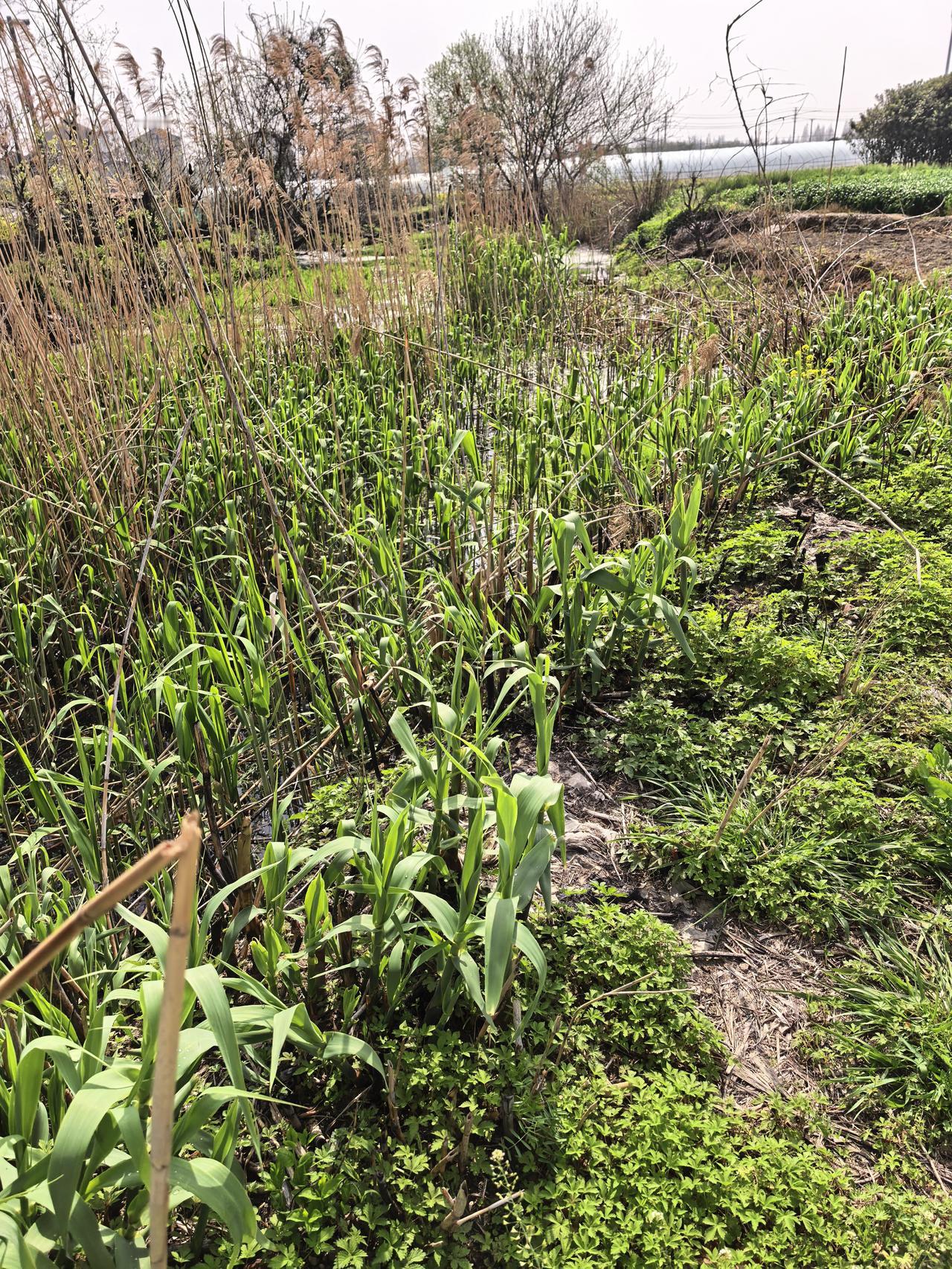 有点杂乱的农村景象