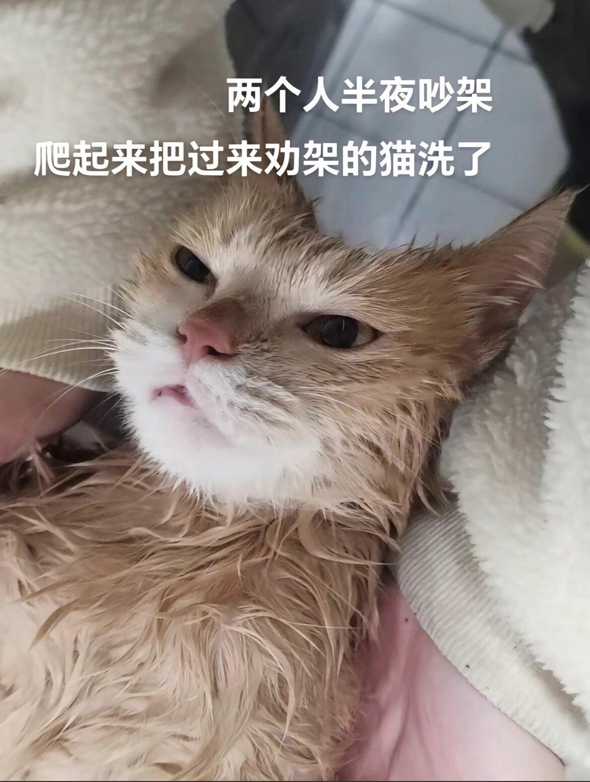 猫猫🐱：我这一生，如履薄冰 ​​​