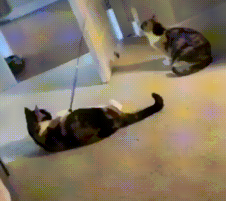 本是同根生，相煎何太急