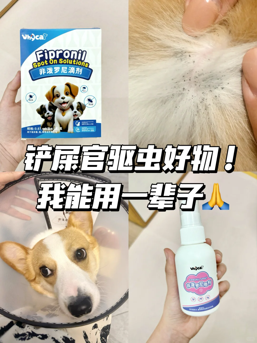 低至10r💰用一次就爱上的宝藏狗狗外驱