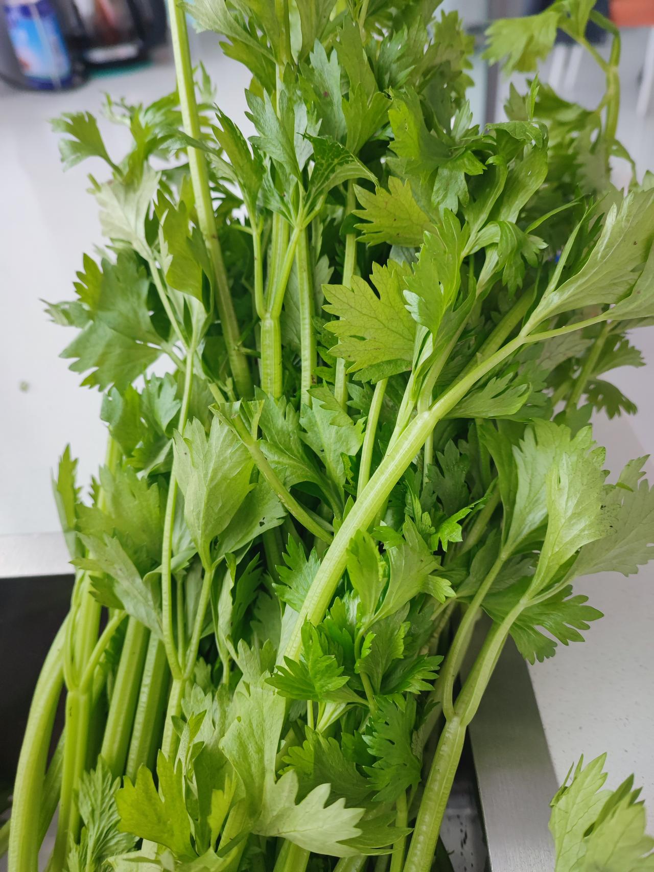 寒冬腊月，
能吃到这样新鲜的芹菜真不容易了，
它不但新鲜还嫩嫩的，
最亲民的是它