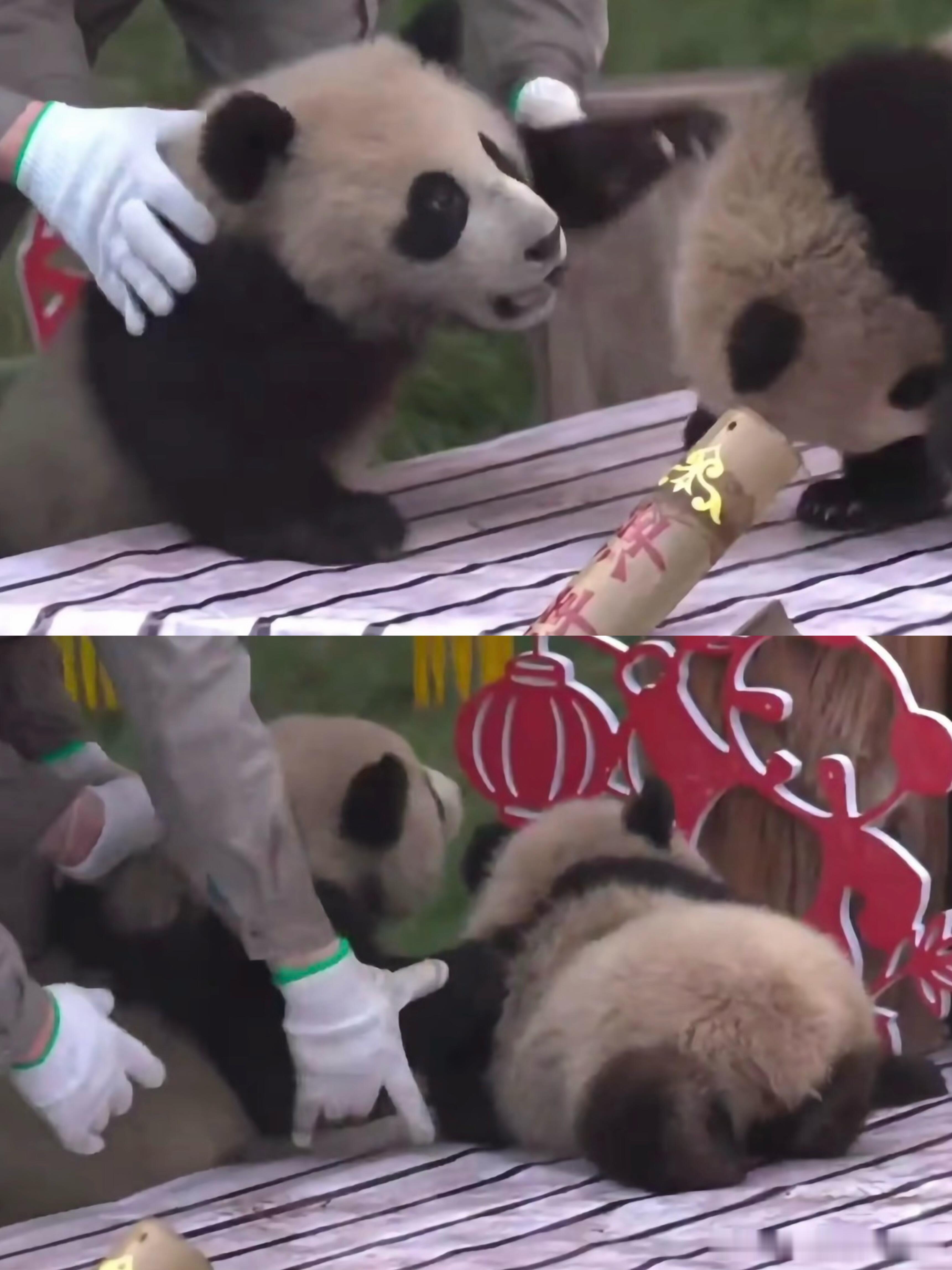 苏珊崽一战成名 重振黑恶势力雄风！歪头不是抱歉，而是老妹儿你还得练 