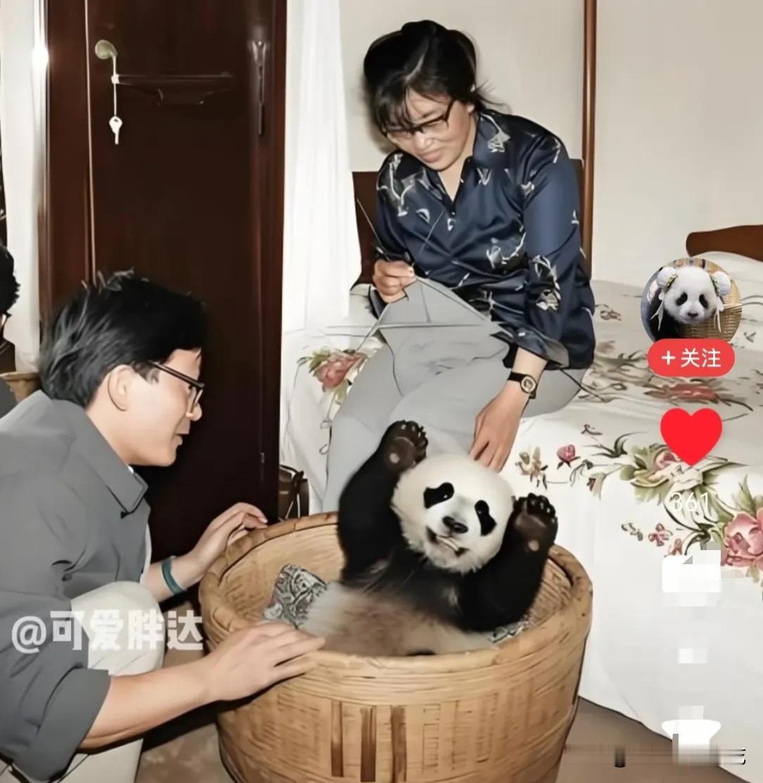 下图这个坐在背篓里举起双手面带微笑看起来非常开心的小熊名叫“龙龙”。
    1