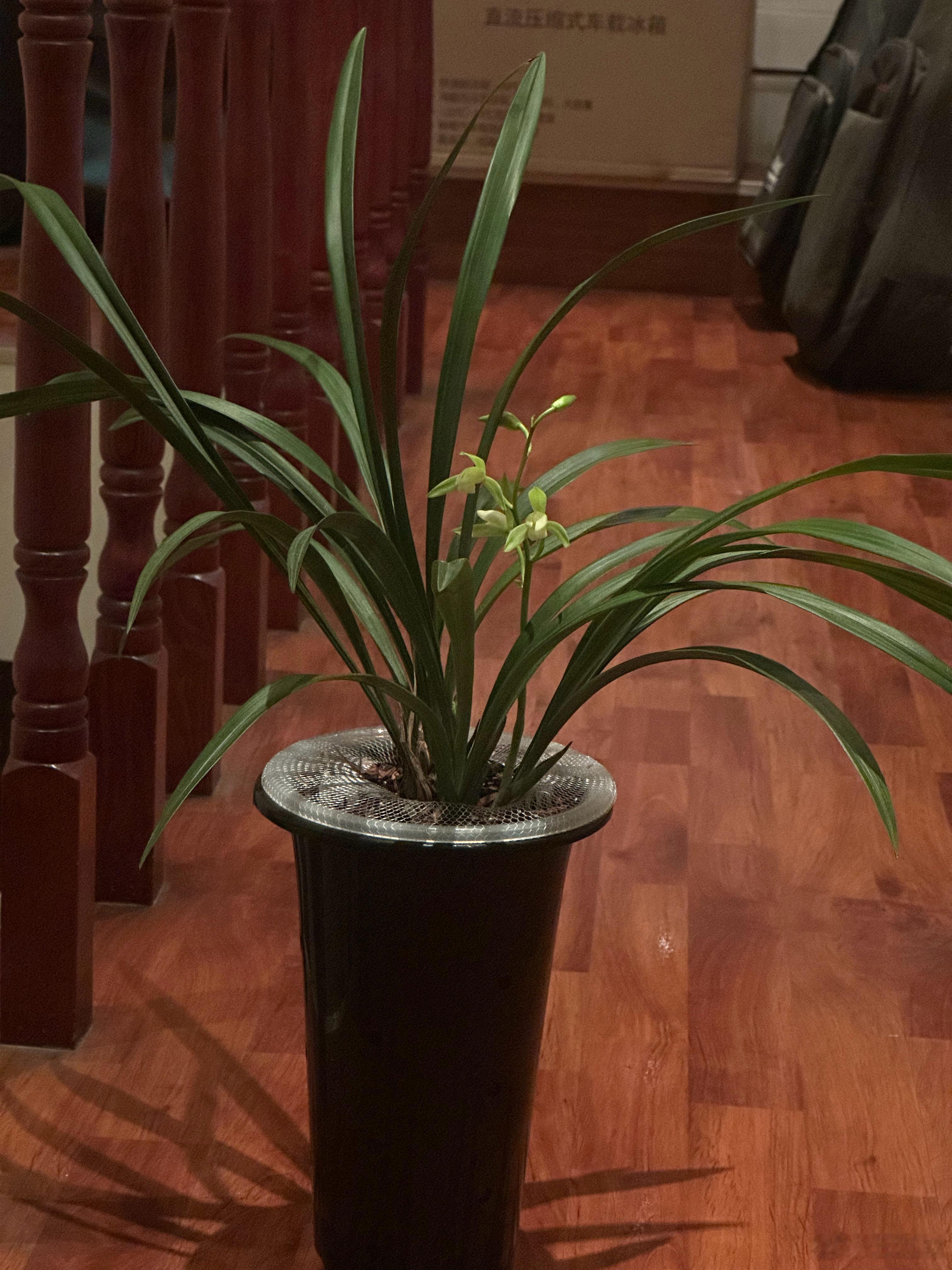在AI的帮助下，我终于学会养兰花了。这是今年第二季开花。纫秋兰以为佩 ​​​
