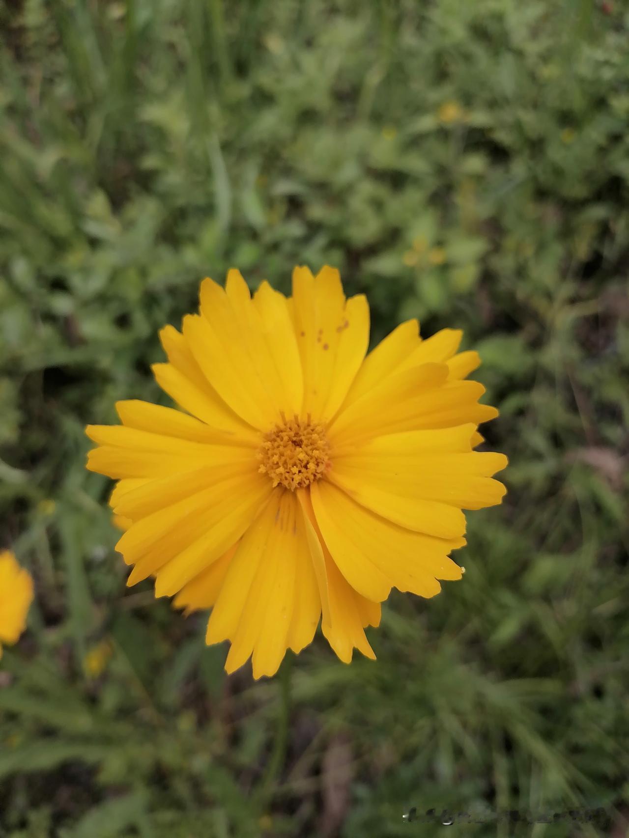 随手拍花，美景