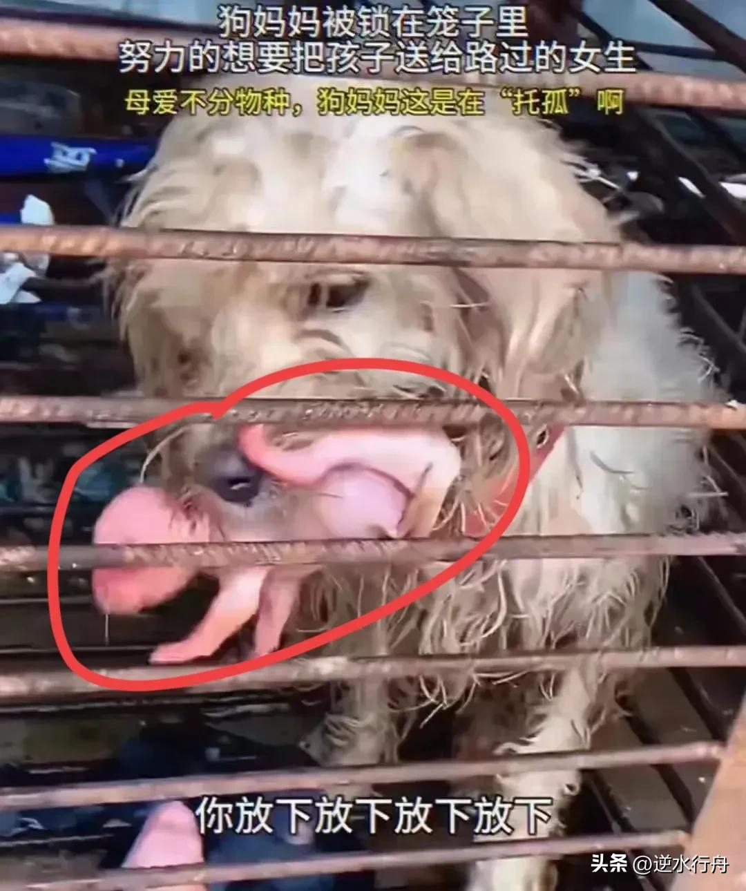 这只狗在狗肉馆的笼子里产下了几只小狗，它知道自己没法照顾它们了，看见有人过来就叼